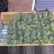 Twisted Genetics