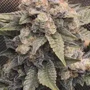 Cannabiz Seeds bruce banner #2