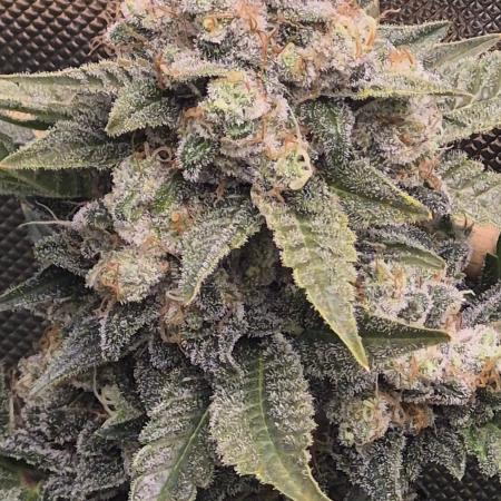 Cannabiz Seeds bruce banner #2