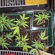 Purple kush x original glue F1 Clones