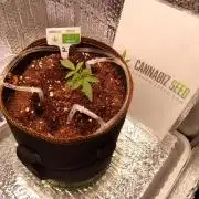Cannabiz Seeds Gorilla Glue Auto
