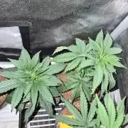 Cannabiz Seeds