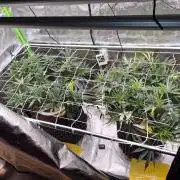 Twisted Genetics