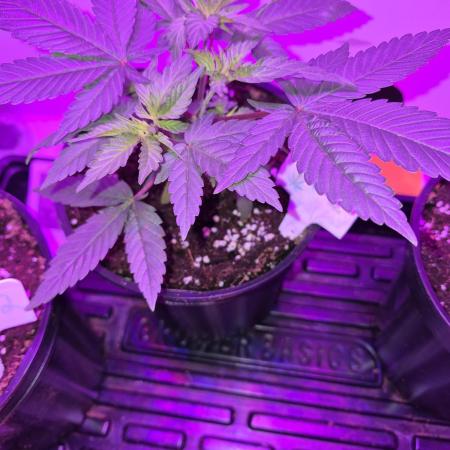 Granddaddy Purple #2