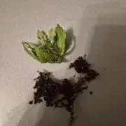 Cannabiz seeds Blue Dream photo period