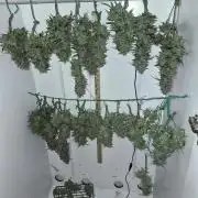 Cannabiz Seeds Gorilla Glue Auto