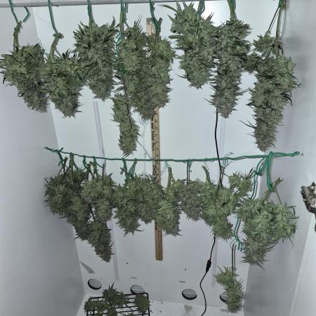 Cannabiz Seeds Gorilla Glue Auto