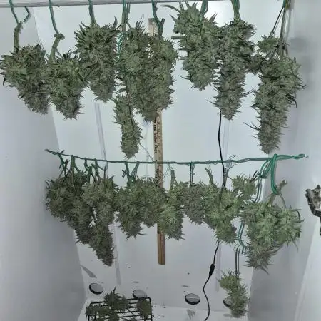 Cannabiz Seeds Gorilla Glue Auto