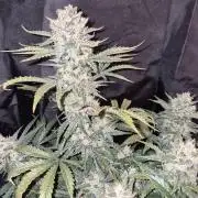Twisted Genetics