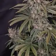 Twisted Genetics