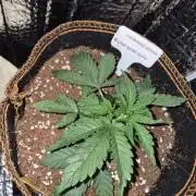 Cannabiz Seeds