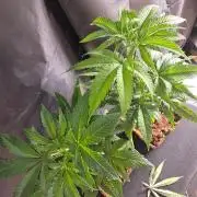 Cannabiz Seeds