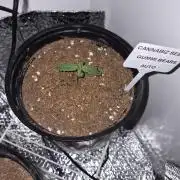 Cannabiz Seeds THE EXPERIMENT