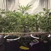 Granddaddy Purple #2