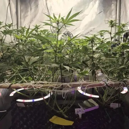 Granddaddy Purple #2