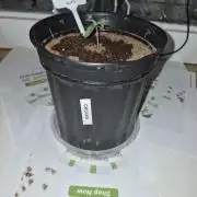 Cannabiz Seed THE EXPERIMENT