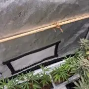 Purple kush x original glue F1 Clones