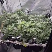 Cannabiz Seeds bruce banner #2