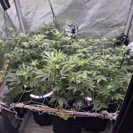 Cannabiz Seeds bruce banner #2