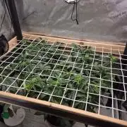 Cannabiz Seeds