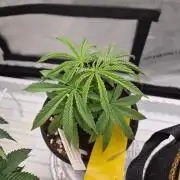 Twisted Genetics