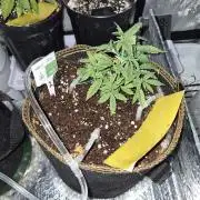 Cannabiz Seeds Gorilla Glue Auto