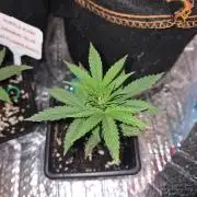 Twisted Genetics