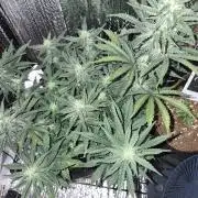 Twisted Genetics