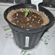Cannabiz Seed THE EXPERIMENT