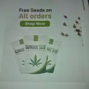 Cannabiz Seed THE EXPERIMENT