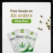 Cannabiz Seeds THE EXPERIMENT