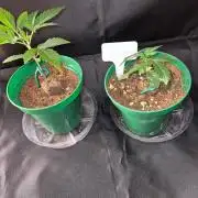 Cannabiz Seeds