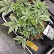Cannabiz Seeds bruce banner #1