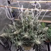 Cannabiz Seeds