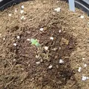 Cannabiz Seed THE EXPERIMENT