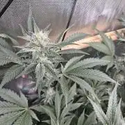 Cannabiz Seeds bruce banner #2