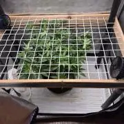 Cannabiz Seeds