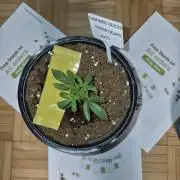 Cannabiz Seed THE EXPERIMENT