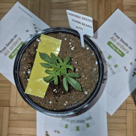 Cannabiz Seed THE EXPERIMENT