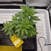 Cannabiz Seeds bruce banner #1
