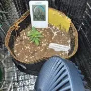 Cannabiz Seeds