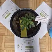Cannabiz Seeds THE EXPERIMENT