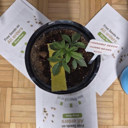 Cannabiz Seeds THE EXPERIMENT