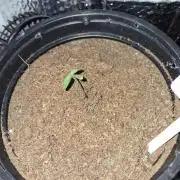 Cannabiz Seed THE EXPERIMENT
