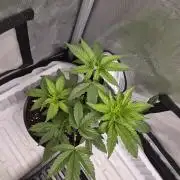 Granddaddy Purple #2