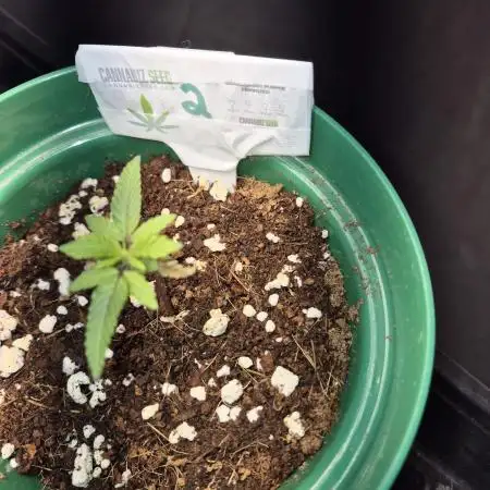 Granddaddy Purple #2