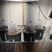 Cannabiz Seeds THE EXPERIMENT