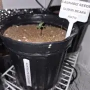 Cannabiz Seeds THE EXPERIMENT