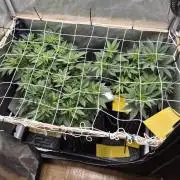 Cannabiz Seeds bruce banner #1