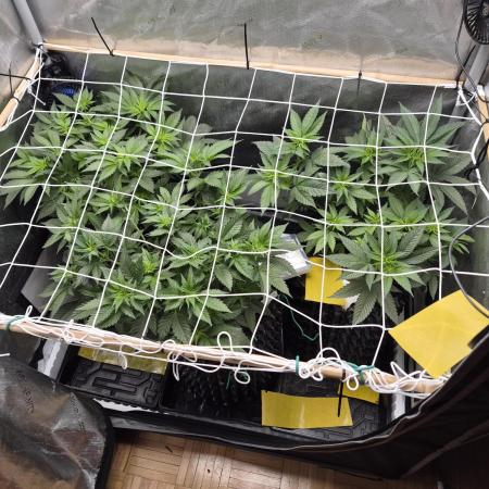 Cannabiz Seeds bruce banner #1